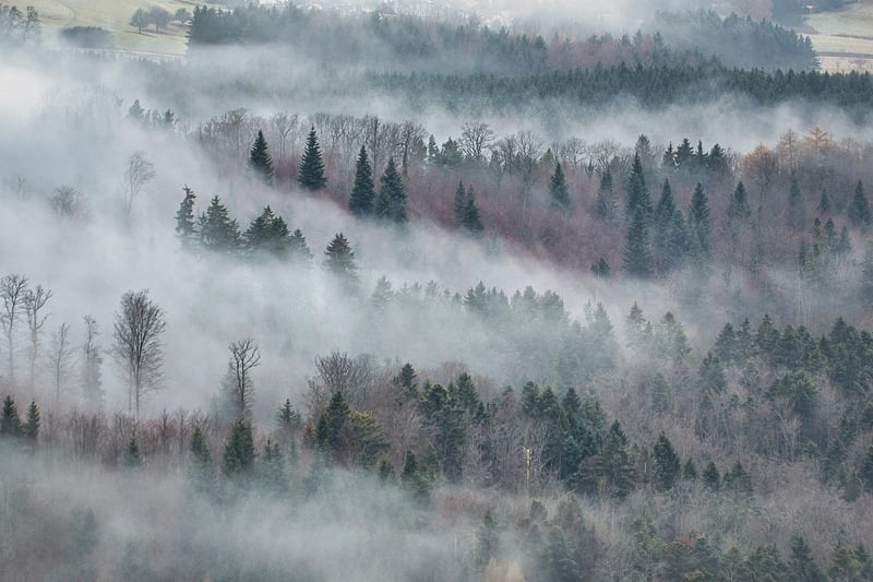 Ethereal Forest
